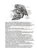 Э-книга 'Cilvēka anatomija: galvaskauss', 24.