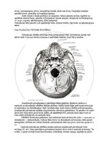 Э-книга 'Cilvēka anatomija: galvaskauss', 27.