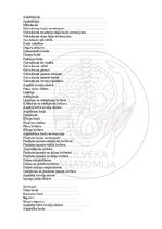 Э-книга 'Cilvēka anatomija: galvaskauss', 30.