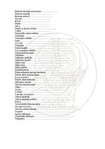 Э-книга 'Cilvēka anatomija: galvaskauss', 34.