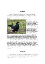 Реферат 'Īpaši aizsargājamo putnu sugas Latvijā un to apdraudējumu cēloņi', 5.