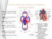 Презентация 'Svarigākās sirds un asinsrītes sistēmas morfofunkcionālās īpatnības  bērniem un ', 6.