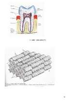 Реферат 'Dabīgo un mākslīgo krāsvielu ietekme uz zoba emalju', 24.