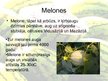 Презентация 'Arbūzi un melones', 6.
