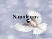 Презентация 'Napoleons', 1.