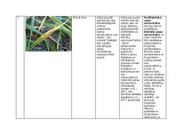 Конспект 'Praktiskais darbs augu aizsardzībā', 2.