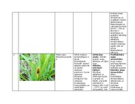 Конспект 'Praktiskais darbs augu aizsardzībā', 3.