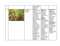 Конспект 'Praktiskais darbs augu aizsardzībā', 9.