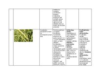 Конспект 'Praktiskais darbs augu aizsardzībā', 15.