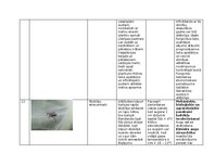 Конспект 'Praktiskais darbs augu aizsardzībā', 16.