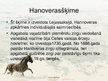 Презентация 'Zirgu audzēšana Latvijā', 11.