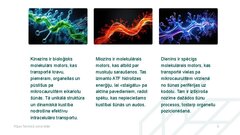 Презентация 'Molekulārie motori, to pielietojuma iespējas medicīnā', 8.