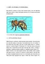 Дипломная 'Medus bites Apis mellifera bioloģija, morfoloģija, etoloģija un slimības', 17.