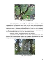 Реферат 'Epitāfijas uz kapu pieminekļiem Lizuma pagasta kapos dažādos laika periodos', 16.