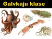 Презентация 'Galvkāju klase', 1.