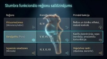 Презентация 'Nervu sistēmas strukturāli funkcionālā organizācija: varolija tilts', 4.