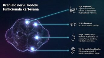 Презентация 'Nervu sistēmas strukturāli funkcionālā organizācija: varolija tilts', 8.