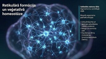 Презентация 'Nervu sistēmas strukturāli funkcionālā organizācija: varolija tilts', 9.