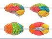 Презентация 'Smadzeņu pakauša, deniņu, paura un pieres daļas bojājumu neiropsiholoģiskie sind', 2.