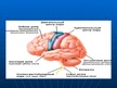 Презентация 'Smadzeņu pakauša, deniņu, paura un pieres daļas bojājumu neiropsiholoģiskie sind', 3.