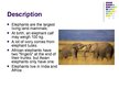 Презентация 'Elephants', 2.