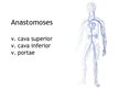 Презентация 'Vēnu anastomozes', 1.