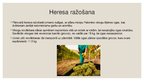 Презентация 'Spāņu alkoholisko dzērienu ražošana un lietošanas tradīcijas', 13.