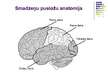 Презентация 'Galvas smadzeņu pusložu funkcionālā asimetrija', 2.