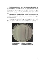 Реферат 'Barotnes un testi, ko var izmantot G.Staphylococcus selekcijai un diferencēšanai', 4.