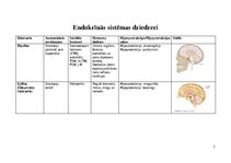 Конспект 'Endokrīnās sistēmas dziedzeri', 1.