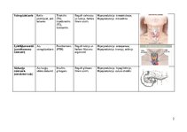 Конспект 'Endokrīnās sistēmas dziedzeri', 2.