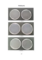 Реферат 'Mikroorganismu daudzveidība dažādās augu mizās', 19.