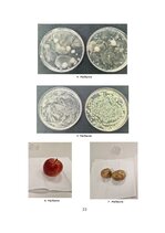 Реферат 'Mikroorganismu daudzveidība dažādās augu mizās', 20.