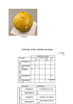 Реферат 'Mikroorganismu daudzveidība dažādās augu mizās', 21.