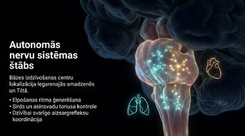 Презентация 'Smadzeņu stumbrs', 3.