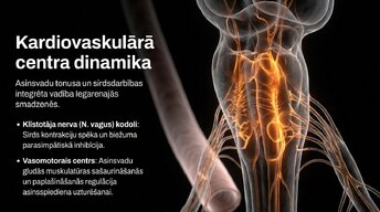 Презентация 'Smadzeņu stumbrs', 6.