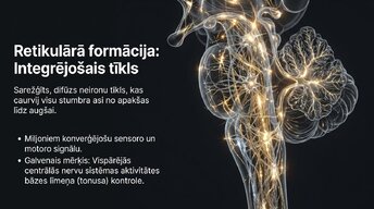 Презентация 'Smadzeņu stumbrs', 9.