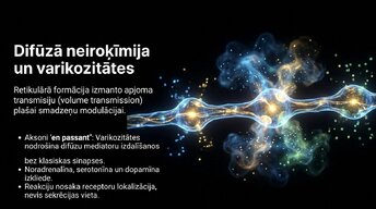 Презентация 'Smadzeņu stumbrs', 11.