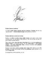 Реферат 'Kaķi - veterinārā rokasgrāmata dzīvnieku īpašniekiem', 12.