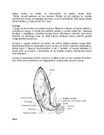 Реферат 'Kaķi - veterinārā rokasgrāmata dzīvnieku īpašniekiem', 31.