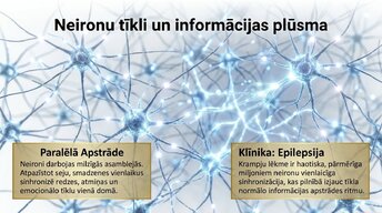 Презентация 'Centrālā nervu sistēma', 11.