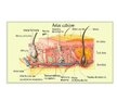 Презентация 'Cilvēka ādas uzbūve', 2.