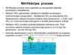 Презентация 'Slāpekļa aprite hidroekosistēmās', 12.