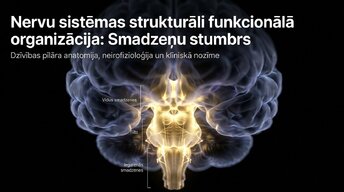 Презентация 'Smadzeņu stumbrs un nervu sistēmas organizācija', 1.