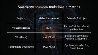 Презентация 'Smadzeņu stumbrs un nervu sistēmas organizācija', 8.