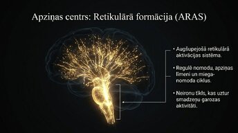 Презентация 'Smadzeņu stumbrs un nervu sistēmas organizācija', 9.