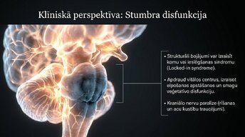 Презентация 'Smadzeņu stumbrs un nervu sistēmas organizācija', 12.