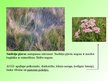 Презентация 'Pļavu ekosistēma', 7.