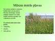 Презентация 'Pļavu ekosistēma', 10.