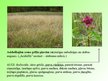 Презентация 'Pļavu ekosistēma', 18.
